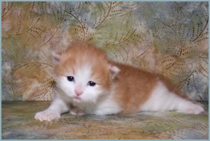 Male Siberian Kitten from Deedlebug Siberians